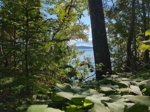 Gaspesie, Quebec, 26 August 2026 : A view of a peaceful lake framed by forest trees and green foliage blowing in breeze