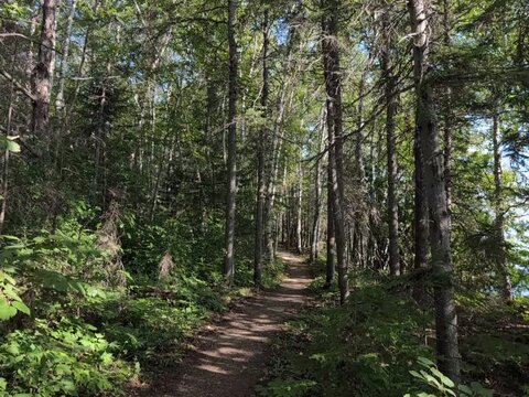 Gaspesie, Quebec, 26 August 2026 : Sunlit dirt path winding through a dense green forest on a bright day