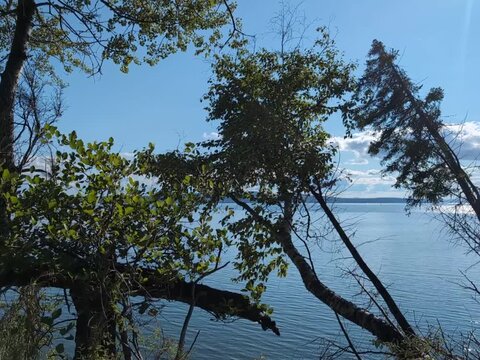 Gaspesie, Quebec, 26 August 2026 : Lush coastal trees and foliage overlooking calm blue ocean water on a sunny clear day