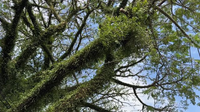 Large tree branches covered in epiphytic ferns against a blue sky