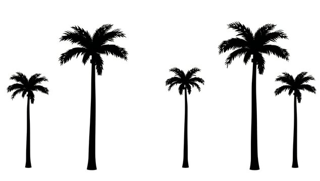 Silhouettes of palm trees
