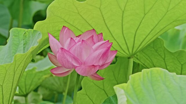 A vivid pink-magenta lotus bloom stands beside an oversized leaf glowing with sunlight, its radiating vein pattern sharply visible.