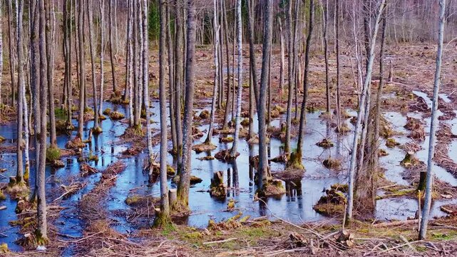 Drone slides right through flooded woodland as spring water surrounds bare trees