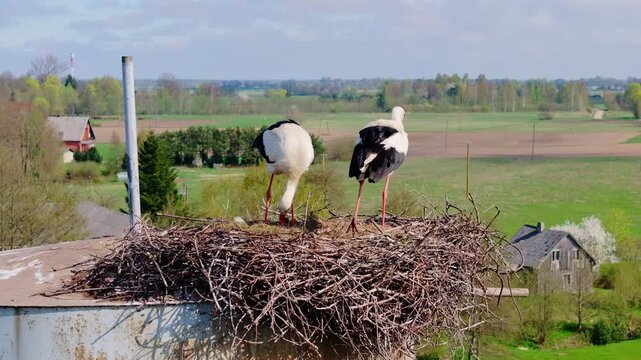 Drone circle nesting storks as one settles on eggs before pigeon flies into view