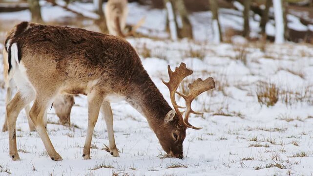 Two fallow deer forage through snow, reflecting seasonal wildlife food scarcity