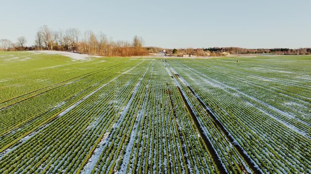 Forward drone flight reveals green crop rows dusted with snow, Tukums farmland