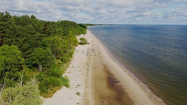 Drone flies forward over Ap&scaron;uciems beach as people exercise beside Baltic Sea