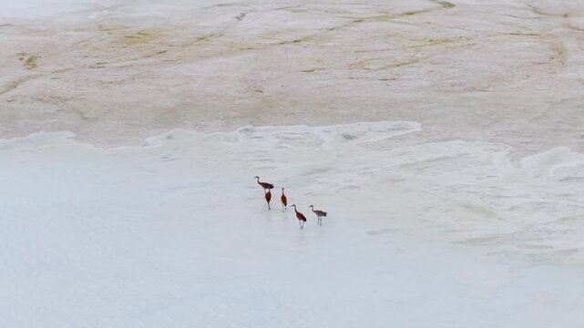 A small flock of sandhill cranes flies above pale blue water in the Upper Peninsula of Michigan during an aerial wildlife view.