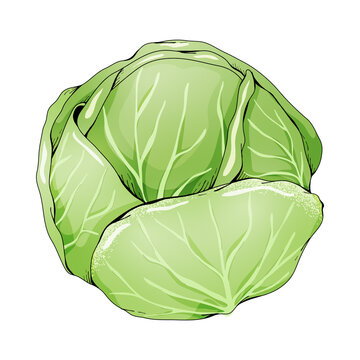Fresh green cabbage head with detailed leaf veins texture, isolated on white background, hand drawn vector illustration