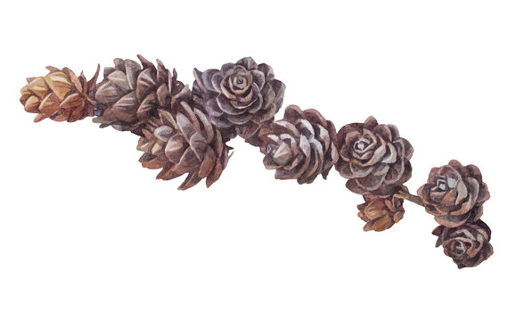Watercolor hand-drawn realistic fir or pine cone on branch isolated on white background. Forest object for Christmas celebration. Nature clipart for card. Art for sticker. Wallpaper or wrapping