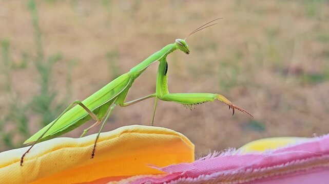 Slow push-in reveals the eyes and detailed face of a motionless praying mantis.