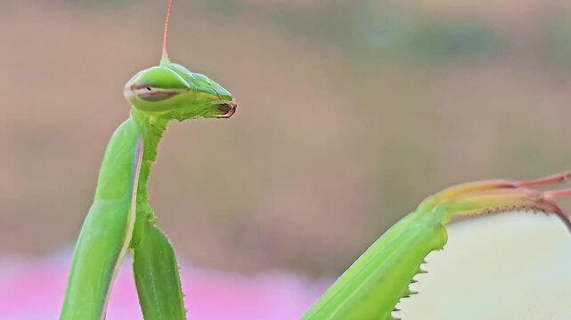 Extreme close-up reveals a praying mantis eye, head and spined raptorial foreleg.