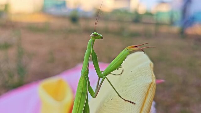 Close-up of a praying mantis facing the camera with both raptorial forelegs raised.