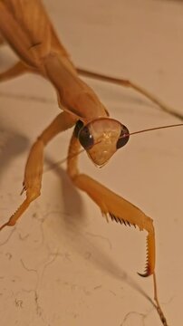 Vertical close-up shows a praying mantis at night against a dark outdoor background.