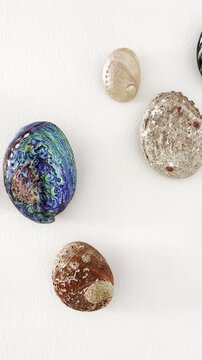 Abalone shells from different species hanging on string for decoration. Vertical