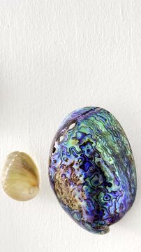 Pearlescent colorful outer shell of Paua abalone from New Zealand. Vertical