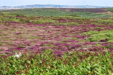 Fototapeta premium Cornwall, England