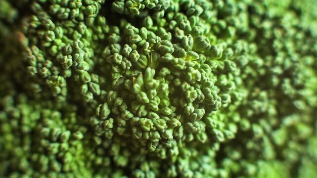 Macro view of fresh raw organic broccoli vegetable surface showing detailed texture.