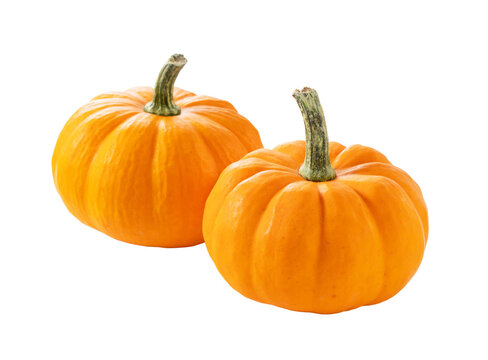 Pumpkin on a white background