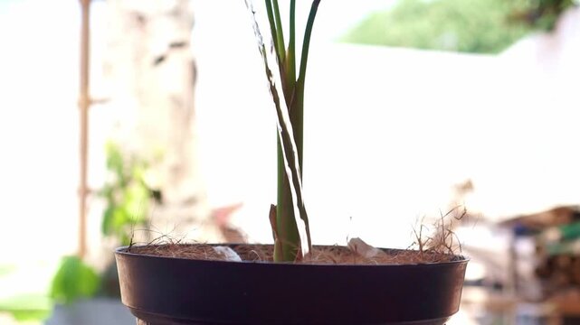 Water flowing down potted plant stem into coco peat medium, close up view, gardening care concept, indoor plant footage scene.