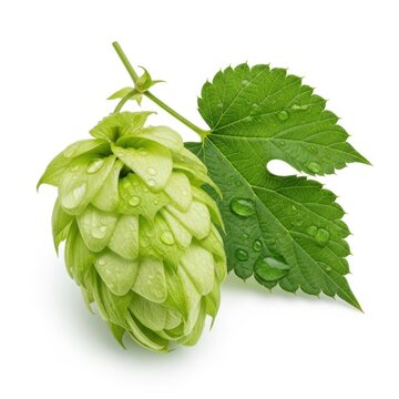 Fresh green hop cone with a leaf and water drops isolated on white background
