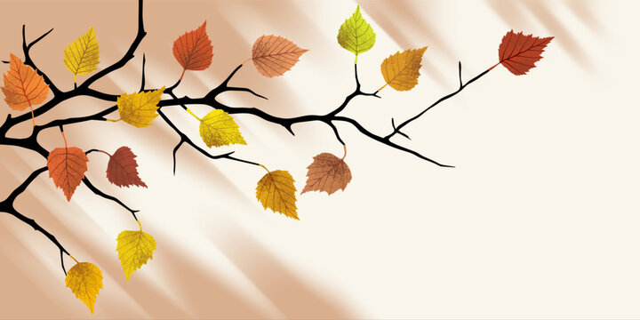 Autumn frame, birch branch, vector design