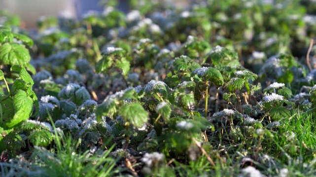 朝日に輝く霜が降りた草むらのクローズアップ、初冬の冷たい朝（Frost-Covered Green Leaves at Sunrise in Early Winter）