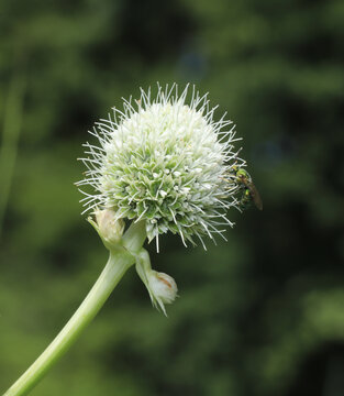Rattlesnake Master (Eryngium yuccifolium) plant's ball of many small flowers, with a small, metallic bee crawling on the side of the bloom.
