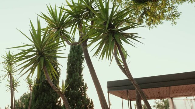 Yucca trees with spiky rosettes and cypress beside a pergola seen from below