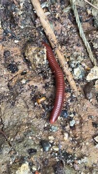 Red-brown millipede crawling on damp soil