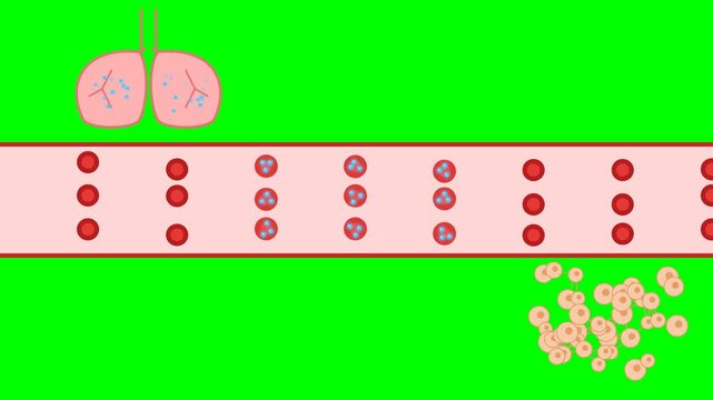 Oxygen transport in blood animation representing red blood cells, oxygen circulation, hemoglobin, respiratory physiology, cardiovascular system, medical education, and human biology.
