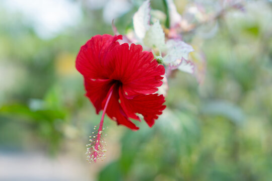 Red hibiscus flower in soft garden blur with delicate petal detail and hanging stamen
