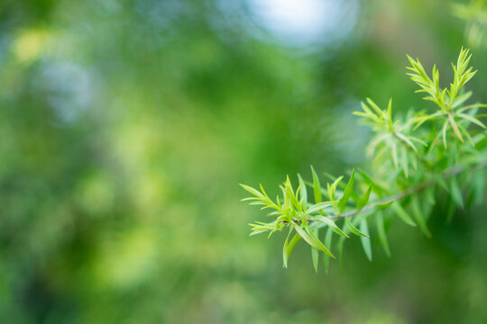 Green plant branch with soft blur background, fresh leaf, natural light, spring garden, green foliage, close up