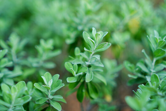 Green plant leaves with soft blur background and fresh spring growth