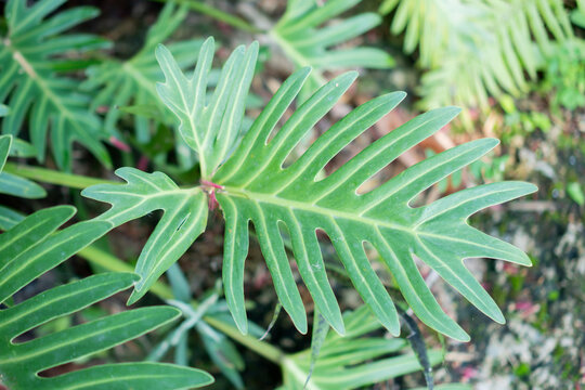 Green leaf tropical plant with split foliage in natural garden background, lush foliage close up