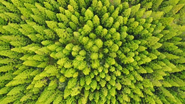 Stunning top-down drone view rotating above dense green forest canopy. Rich green tree tops forming natural texture for ecology, environment, forestry, conservation video projects.