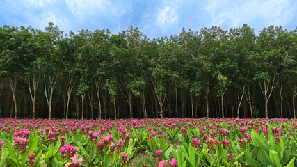 Beautiful Siam tulip field blooming under green rubber plantation background landscape © NoonVirachada
