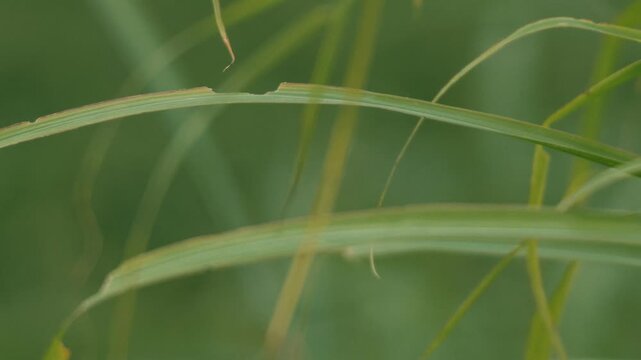 Close-up of grass leaves with a beautifully blurred grassland background
