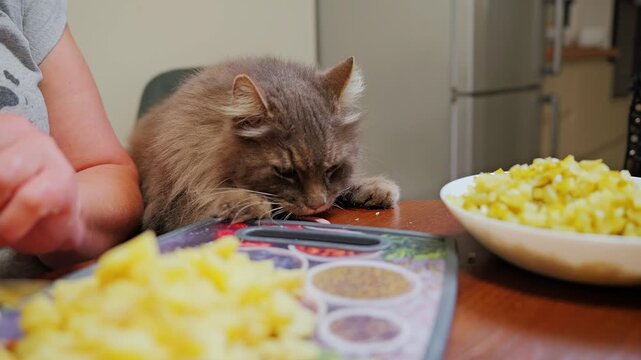 Playful farm cat steals sausage then leaps down beside chopped potatoes, pickles