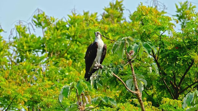 Osprey raptor perched on lush green tree branch looking