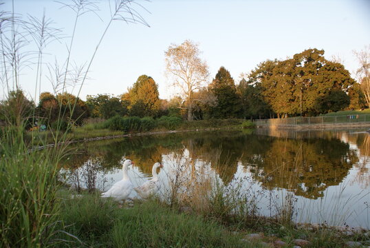 autumn landscape with lake