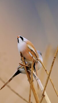 Beautiful male bearded reedling bird with black mustache perched on dry yellow reeds against a soft blurred warm background