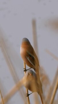 Pair of male and female bearded reedling birds clinging to a dry vertical reed stalk in a wetland environment against a soft overcast sky