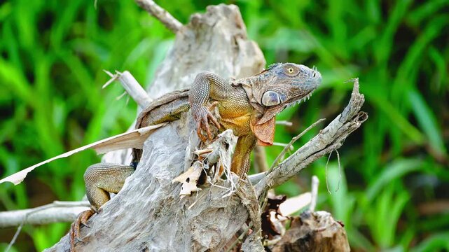 Green iguana resting on weathered log in tropical rainforest close up
