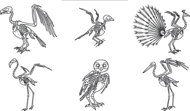 Bird skeleton anatomy vector set