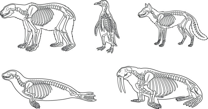 Arctic animal skeleton outline vector set