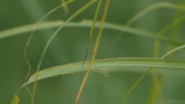 Close-up of grass leaves with a beautifully blurred grassland background
