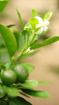Fresh white orange blossom in a sunny orchard. Perfect concept for organic citrus juice branding, natural honey marketing, sustainable agriculture, and eco-friendly food packagi