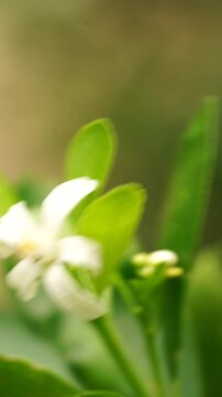 Fresh white orange blossom in a sunny orchard. Perfect concept for organic citrus juice branding, natural honey marketing, sustainable agriculture, and eco-friendly food packagi