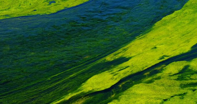 Vibrant green moss and algae growing on underwater rocks in a clear flowing river, creating abstract natural patterns in sunlight. High quality footage for nature, environmental,and background project
